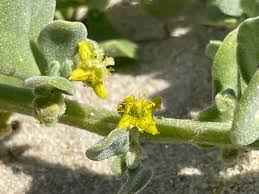 Image result for Tetragonia calycina