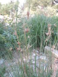 Image result for Themeda triandra