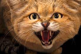 A Sand Cat Felis Margarita Named Sven At The Chattanooga Zoo Https Www Joelsartore Com Keyword Sand Cat Sand Cat Chattanooga Zoo Cats