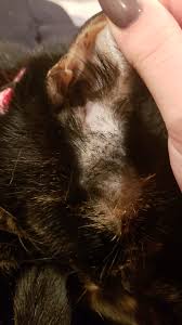 Starting to get build up by her eyes my male neutered cat is 3 yrs old and is losing hair on the lower part of his stomach and hind legs.my other cat (the brother) is fine.what is. Jinx Is Losing More Hair Around The Ears On The Sides Barkibu Us