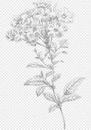 Flowers online flower backgrounds garden crafts flower pictures orange flowers beautiful roses flower art perennials cool photos. Flower Line Art Vine Drawing Flora Body Jewelry Branch Calligraphy Vine Drawing Line Png Pngwing