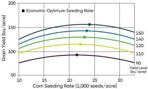 Corn Seeding Rate Considerations Pioneer Seeds