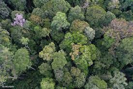 How To Save Tropical Rainforests