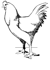 Free download buku mewarnai pdf. Contoh Gambar Mewarnai Binatang Ayam Kataucap