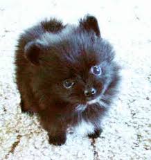 Black And Brown Pomeranian For Sale Pomeranian 0160 Jpg Jpeg Image 340x360 Pixels Pomeranian Dog Cute Baby Animals Black Pomeranian Puppies