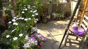 The planting dates are approximate and generally based on the warming and temperature of the soil. Flower Garden Tour Vegetable Garden Tour Flower Vine Plant Summer Growing Plants Urdu Hindi Youtube