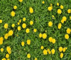 This prevents cutting the crown of your grass blades. Avert The Dandelion Menace This Spring With Superior Lawn Care Superior Lawn Care