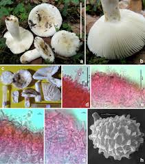 Image result for Russula sp.