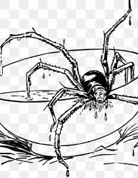 S is for spider coloring page. Skeleton Tarantula Spider Clip Art Png 1024x675px Tarantula Arachnid Art Arthropod Brachypelma Vagans Download Free