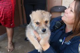 Westmoreland road dallas, texas 75212 phone: Dogs For Adoption Dallas The Y Guide