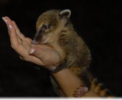 Though squirrels can live in every climate, global warming and continuously changing habitat conditions may cause some trouble for them. Pin On Wild Animals
