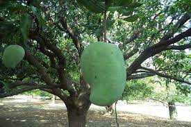 Woodcutting, firemaking, and fletching edit . Madhya Pradesh Noorjahan Mangoes Fetching Rate Up To Rs 1 000 A Piece The Financial Express