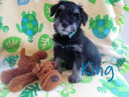 Maybe you would like to learn more about one of these? King Akc Black Miniature Schnauzer Puppy Russell Homestead Llc