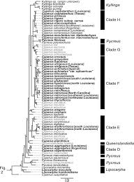 Image result for Queenslandiella