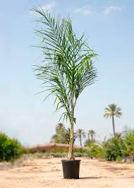 Image result for Syagrus romanzoffiana