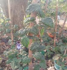 Image result for Piper guineense