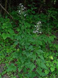 Image result for Lactuca ugandensis