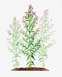 Image result for Epilobium hirsutum
