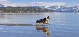 Tahoe best friends brings affordable love & care to your pets in lake tahoe. The Dog Friendly Beaches In Lake Tahoe To Visit Next