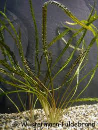 Cryptocoryn ist eine sehr langsam wachsende pflanze und auch eine sehr empfindliche pflanze. Wasserkelche Cryptocorynen Als Aquarienpflanzen