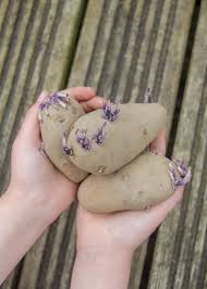 White potatoes are typically called irish potatoes, simply because they were the main variety grown in ireland in the early 19th century, and are also associated with the great irish potato famine. How To Grow Potatoes In Bags Easy Step By Step Guide Growing Family