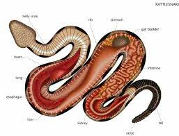 Rattlesnake Internal Organ Anatomy