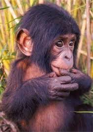Baby By Bonobo Ape Animal Antics Cute Baby Animals Animals Wild