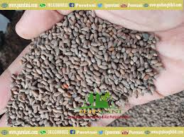 Kami menjual perbagai jenis benih sayur sayuran dan bunga bungaan yang berkualiti dengan harga yang murah.bertani satu. Memilih Biji Benih Balsa Untuk Menghasilkan Kayu Balsa Berkualitas Toko Pertanian Online Indonesia