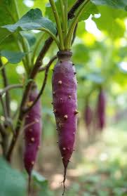 Image result for Dioscorea alata