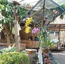 Foto Bunga Taman Rumah Inilah Taman Bunga Di Rumah Saya Yang Di Kombinasikan Oleh Istri Taman Depan Rumah Dengan Pot Bunga Yang Kere Di 2020 Menanam Pot Tanam Bunga