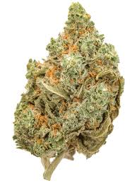 Amnesia Haze Weed Strain Information