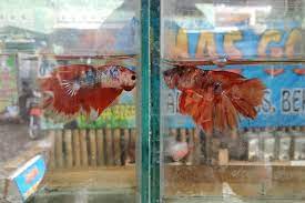 Pemasaran juga harus diatur dengan baik. Perputaran Uang Dari Bisnis Ikan Cupang Di Kediri Hampir Rp 50 Miliar Halaman All Kompas Com