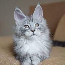 8 Meows Ideas Cats Cats And Kittens Kittens Cutest