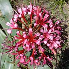 Image result for Ammocharis