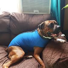 Mama cricket, pinky and dobby are up for adoption (july 2019). Peejama Onesie For Dog And Cat After Surgery Control Shedding