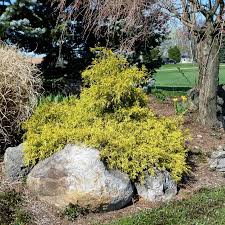 Check spelling or type a new query. Chamaecyparis Pisifera Golden Mops From Nvk Nurseries