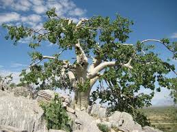 Image result for Sterculia africana