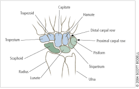 Open and save your projects and export to image or pdf. Hand And Wrist Injuries Part I Nonemergent Evaluation American Family Physician