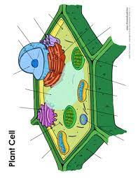 Achieveressays.com is the one place where you find help for all types of assignments. Blank Plant Cell Diagram 350 Tim S Printables