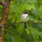 Birding Stroll at Fish Camp County Park