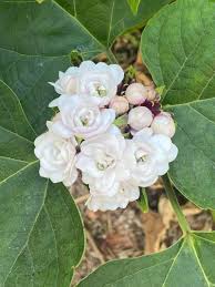 Image result for Clerodendrum silvanum