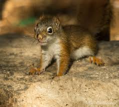 Living with and attracting friendly little red squirrels — FERNS & FEATHERS