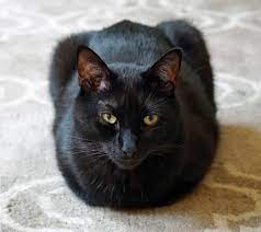 Kediler belki de en gizemli ve evcil hayvanlardan bilinmiyorlar. Kediler Neden Ayak Ucunda Uyurlar Evcil Hayvan Blog