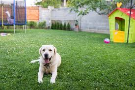 These instructions below can assist you in making certain. 9 Backyard Dangers For Dogs You Should Know About Great Pet Care