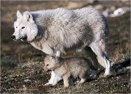 First international polar year photos; Spring Pictures Arctic Wolf Wolf Pup Grey Wolf