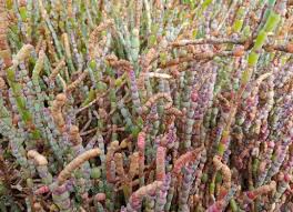 Image result for Sarcocornia