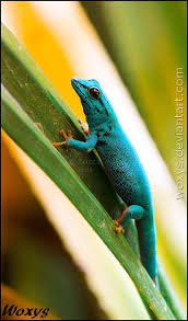 Sapphire By Woxys On Deviantart Gecko Reptiles Pet Reptiles And Amphibians