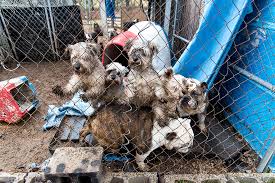 The michigan humane society came to the rescue of 11 puppies that were stuck in a hole. Dogs Rescued From Mi Puppy Mill Are Ready For Loving Homes After Months Of Medical Care Aspca