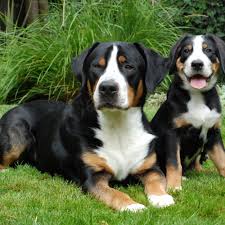A majestic breed from the swiss alps, bernese mountain dogs are sweet, sturdy, and kind. Greater Swiss Mountain Dog Puppy Greater Swiss Mountain Dog Breed Information