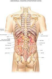These sections are cervical (neck), thoracic (upper and middle back), lumbar (lower back), and sacrum (tailbone). Human Body Organs Diagram From The Back Koibana Info Human Body Organs Anatomy Organs Human Anatomy Female